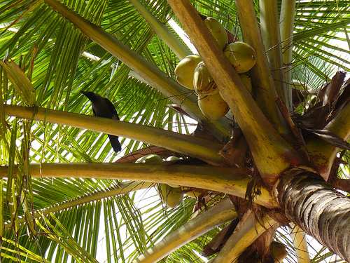 crows in goa